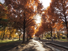 舎人公園（紅葉）