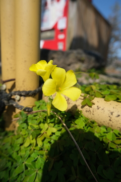 カタバミ