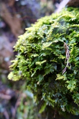 DSCF5894