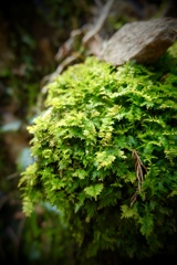 DSCF5896