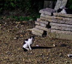 暗闇の猫ちゃん