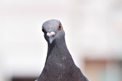 鳩「お前ネットで俺の事バカにしたよな？」