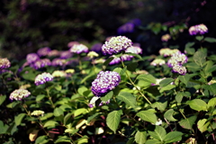 紫陽花