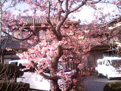 桜forアンデジ