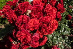 薔薇の塊