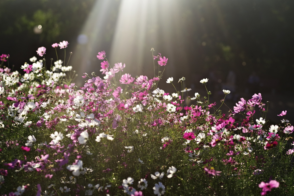 天国のコスモス畑
