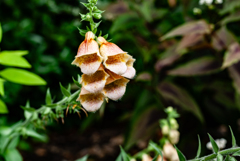 ジギタリスの花