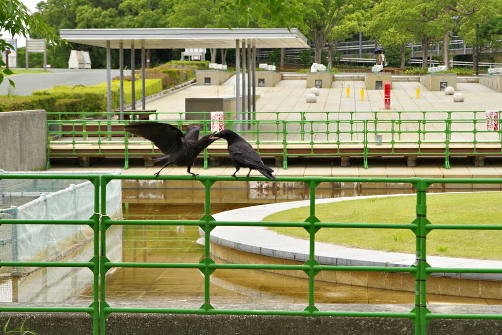 カラスの遊び