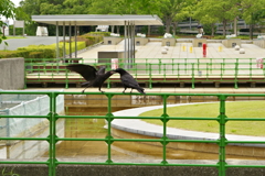 カラスの遊び