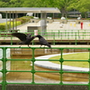 カラスの遊び
