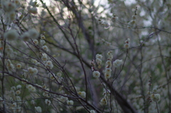 春の訪れに梅の花