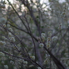 春の訪れに梅の花
