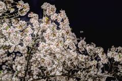 夜桜
