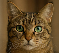 猫の証明写真的な？　大澤晃貴