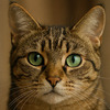 猫の証明写真的な？　大澤晃貴