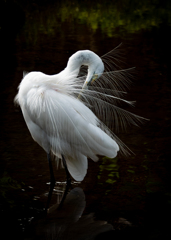 Stylish Heron