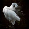 Stylish Heron