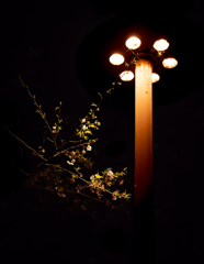 Cerezos en flor por la noche