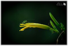 「ノカンゾウ（野萱草）」のつぼみ