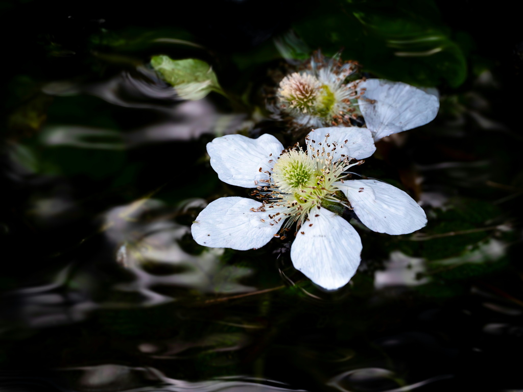 Rubus hirsutus
