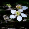 Rubus hirsutus