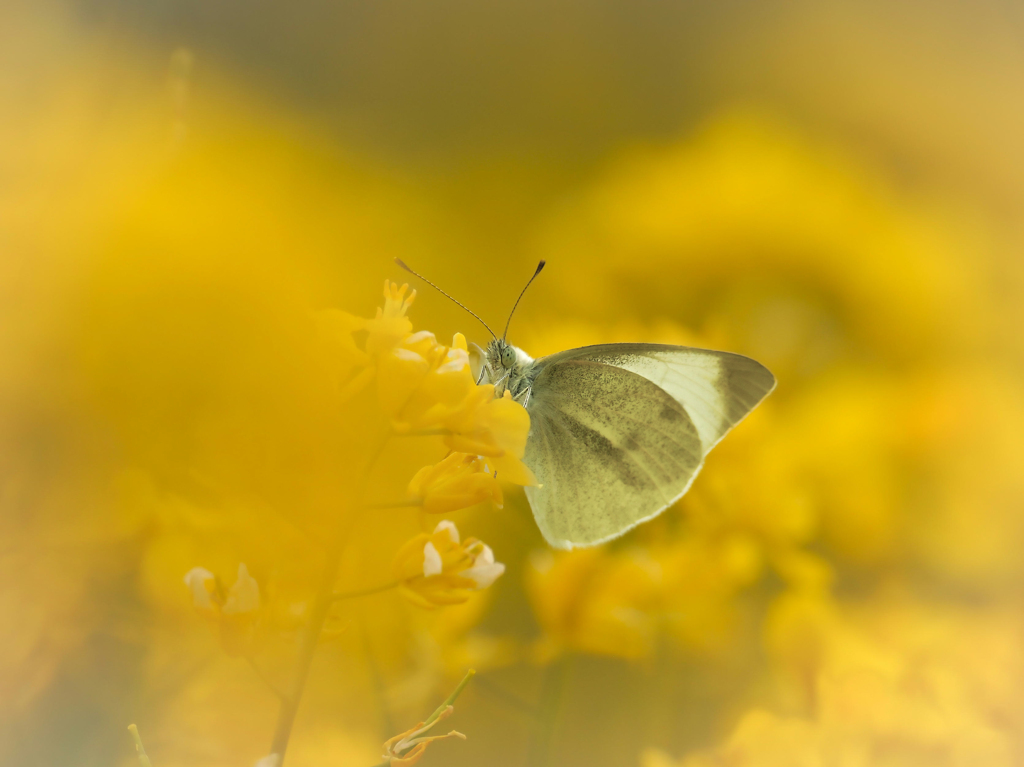 Solid yellow