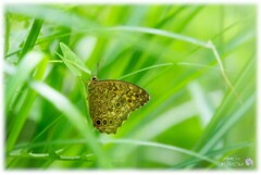 ヤマキマダラヒカゲ