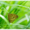 ヤマキマダラヒカゲ