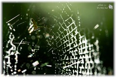 雨上がりの蜘蛛の巣 (Spiderweb after the