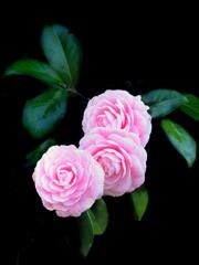 Camellia