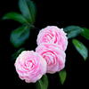 Camellia