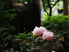 牡丹のある風景