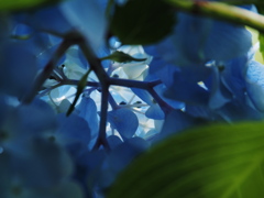 紫陽花の裏側