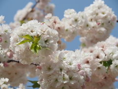 舎人の八重桜