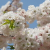 舎人の八重桜