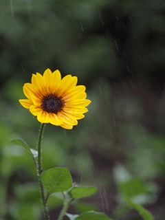 雨にも負けず