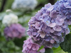 雨の合間に紫陽花