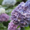 雨の合間に紫陽花