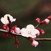 清澄庭園にて