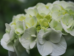 白い紫陽花
