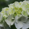 白い紫陽花