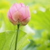 不忍池の蓮 3