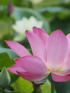 青菱紅蓮