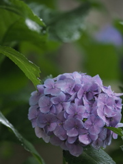 雨と紫陽花