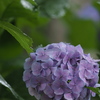 雨と紫陽花