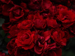 Red　ーアンダルシアン