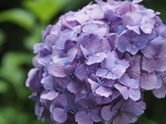 雨と紫陽花