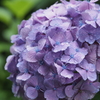 雨と紫陽花