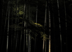 闇夜と竹林