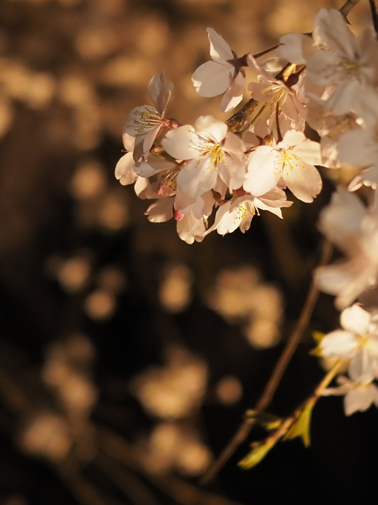 桜ライト